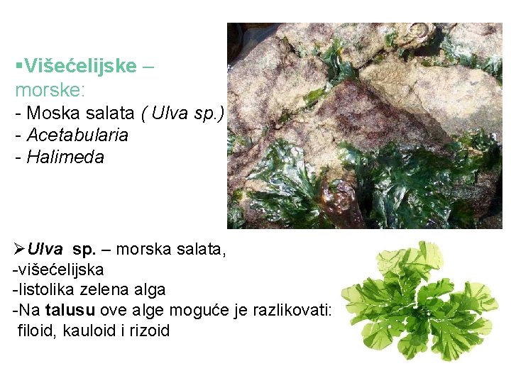 §Višećelijske – morske: - Moska salata ( Ulva sp. ) - Acetabularia - Halimeda