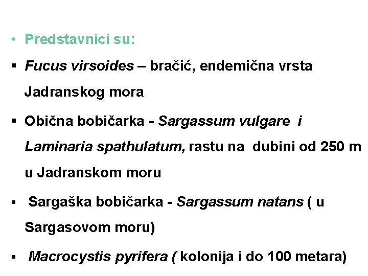  • Predstavnici su: § Fucus virsoides – bračić, endemična vrsta Jadranskog mora §