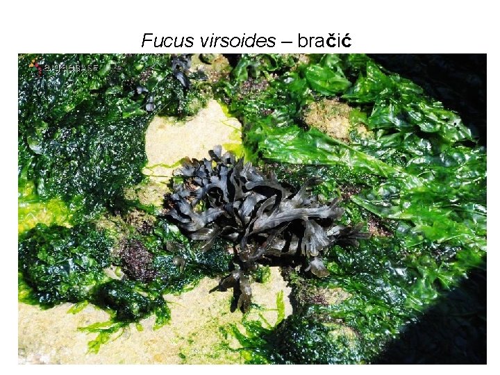 Fucus virsoides – bračić 