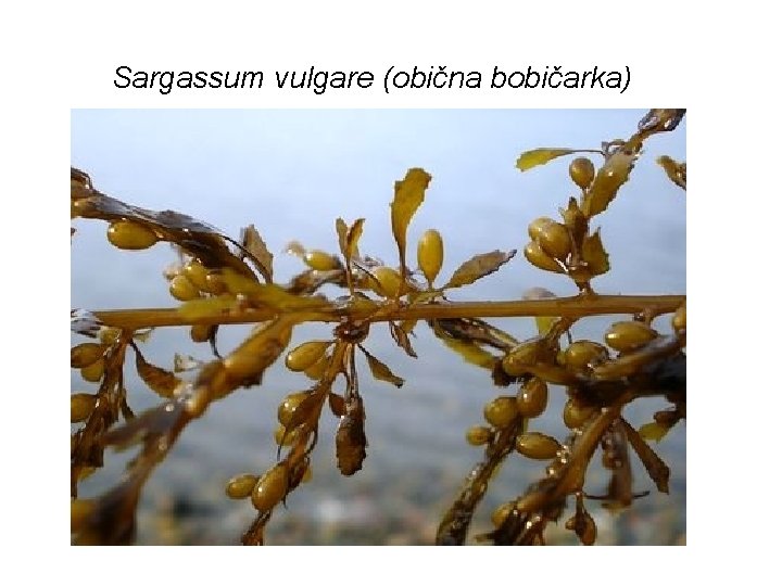 Sargassum vulgare (obična bobičarka) 