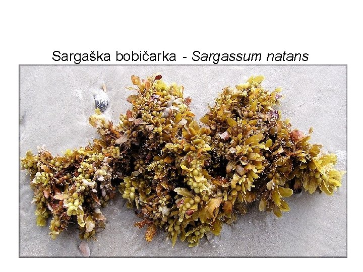 Sargaška bobičarka - Sargassum natans 