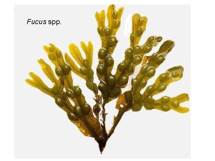 Fucus spp. 