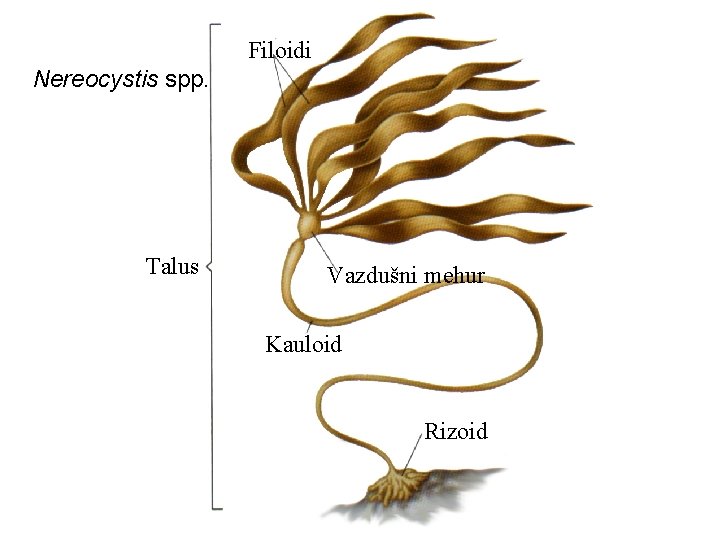 Filoidi Nereocystis spp. Talus Vazdušni mehur Kauloid Rizoid 