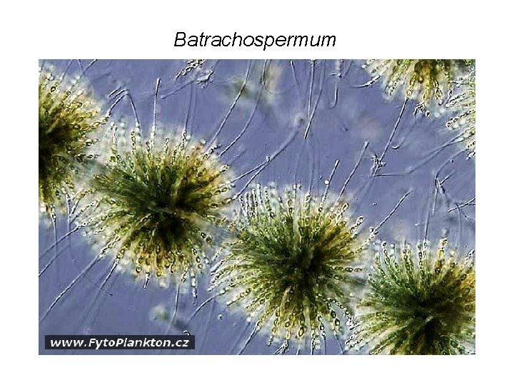 Batrachospermum 