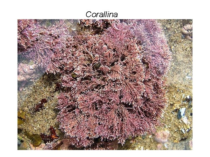 Corallina 