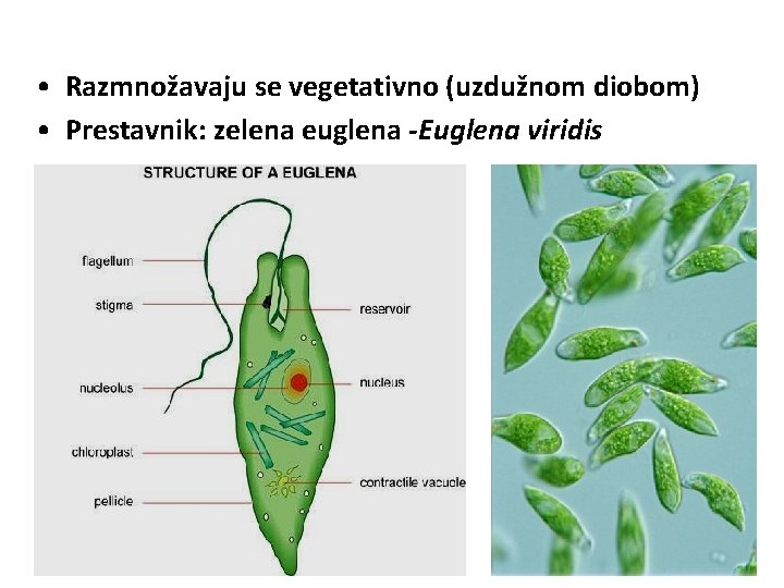  • Razmnožavaju se vegetativno (uzdužnom diobom) • Prestavnik: zelena euglena -Euglena viridis 