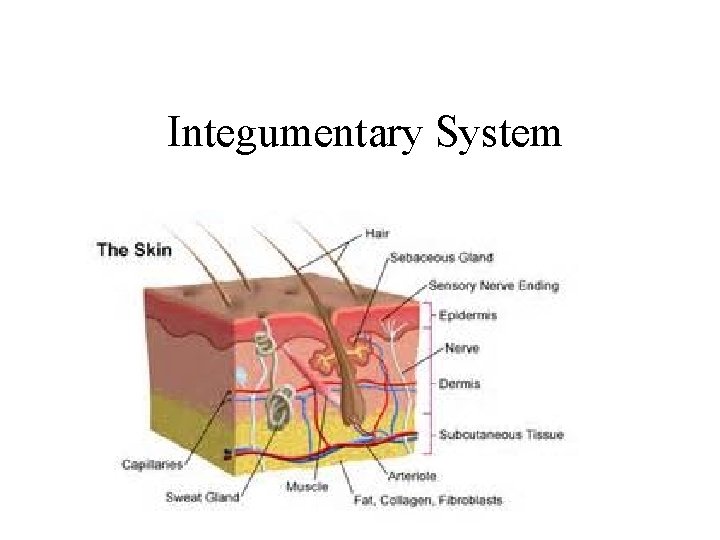 Integumentary System 