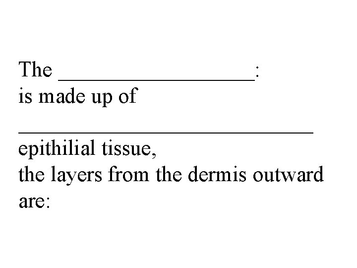 The _________: is made up of ______________ epithilial tissue, the layers from the dermis