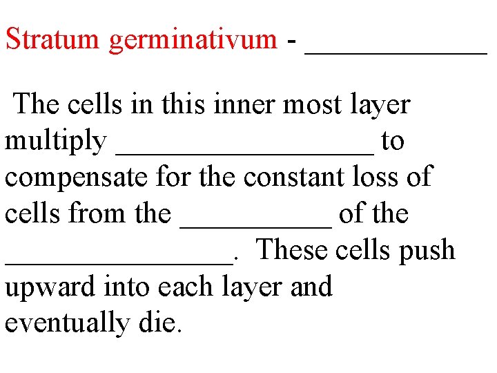 Stratum germinativum - ______ The cells in this inner most layer multiply _________ to