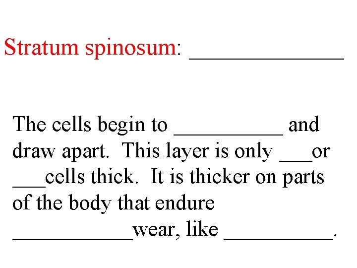 Stratum spinosum: _______ The cells begin to _____ and draw apart. This layer is