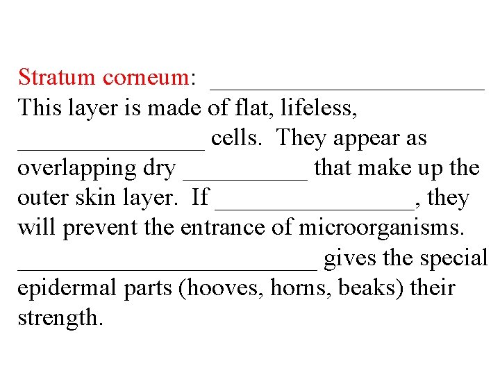 Stratum corneum: ___________ This layer is made of flat, lifeless, ________ cells. They appear