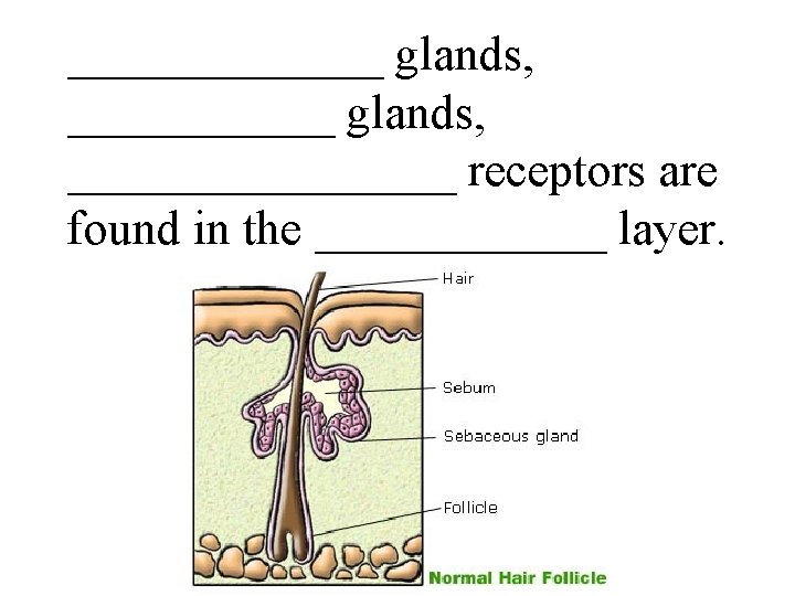 _______ glands, ________________ receptors are found in the ______ layer. 