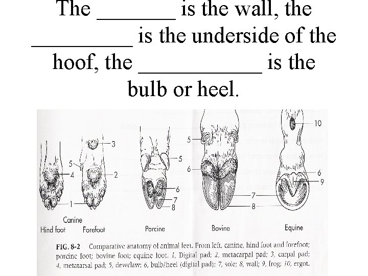 The _______ is the wall, the _____ is the underside of the hoof, the