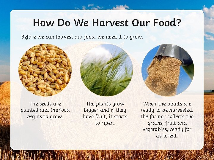 How Do We Harvest Our Food? Before we can harvest our food, we need