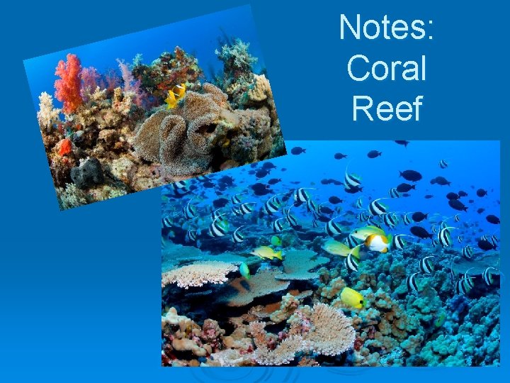 Notes Coral Reef Characteristics Coral reefs are massive