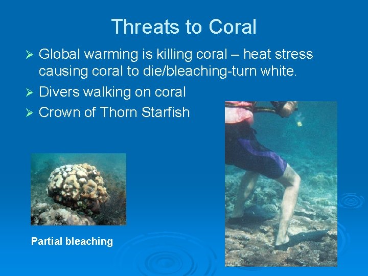 Threats to Coral Global warming is killing coral – heat stress causing coral to