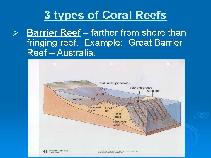 Notes Coral Reef Characteristics Coral reefs are massive