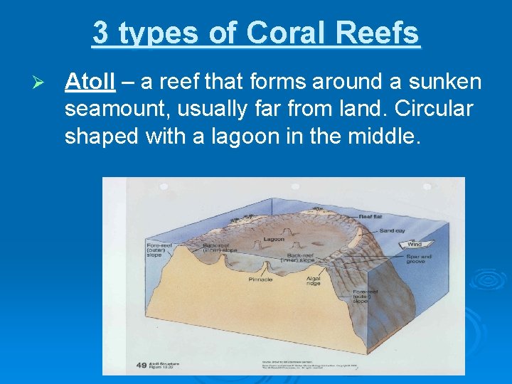Notes Coral Reef Characteristics Coral reefs are massive
