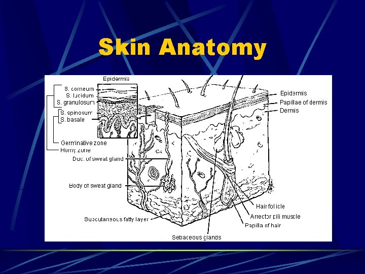Skin Anatomy Skin Anatomy