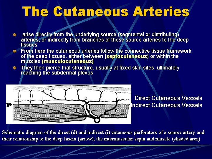 The Cutaneous Arteries arise directly from the underlying source (segmental or distributing) arteries, or The Cutaneous Arteries arise directly from the underlying source (segmental or distributing) arteries, or