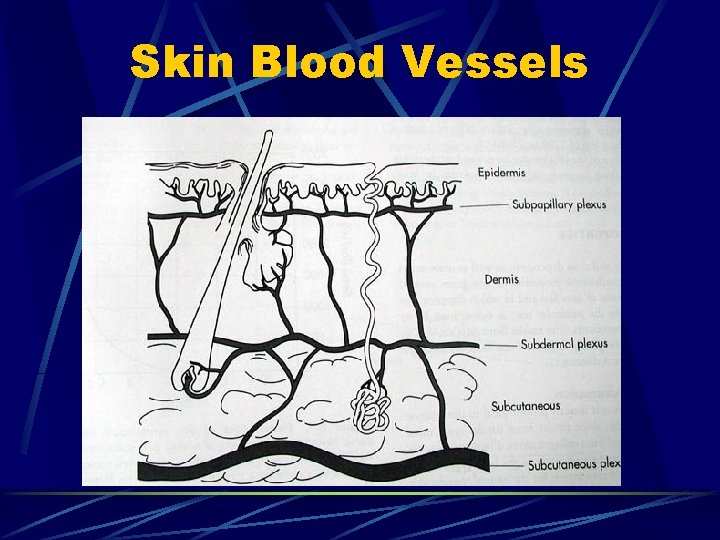Skin Blood Vessels Skin Blood Vessels