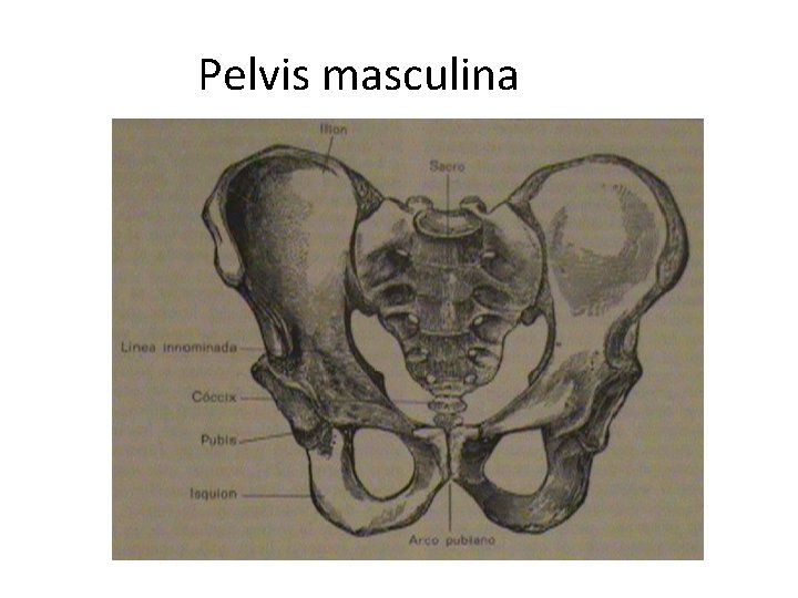 Pelvis masculina 