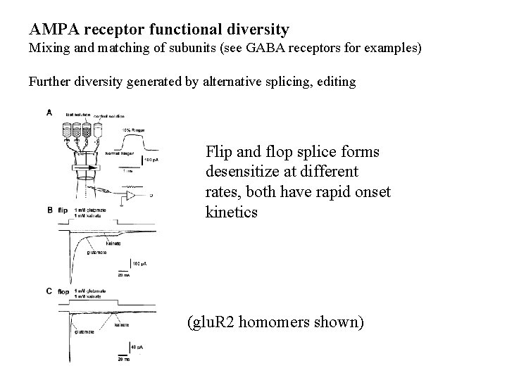 AMPA receptor functional diversity Mixing and matching of subunits (see GABA receptors for examples)