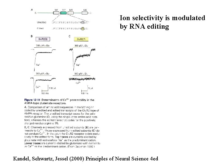 Ion selectivity is modulated by RNA editing Kandel, Schwartz, Jessel (2000) Principles of Neural