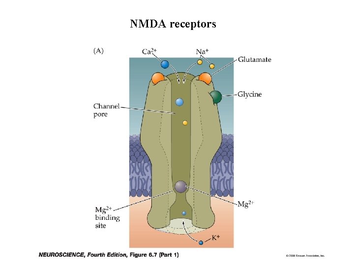 NMDA receptors 