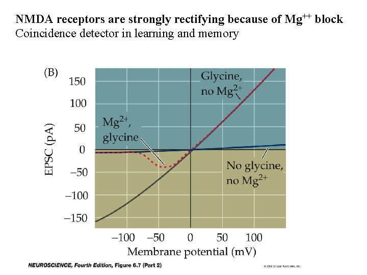 NMDA receptors are strongly rectifying because of Mg++ block Coincidence detector in learning and