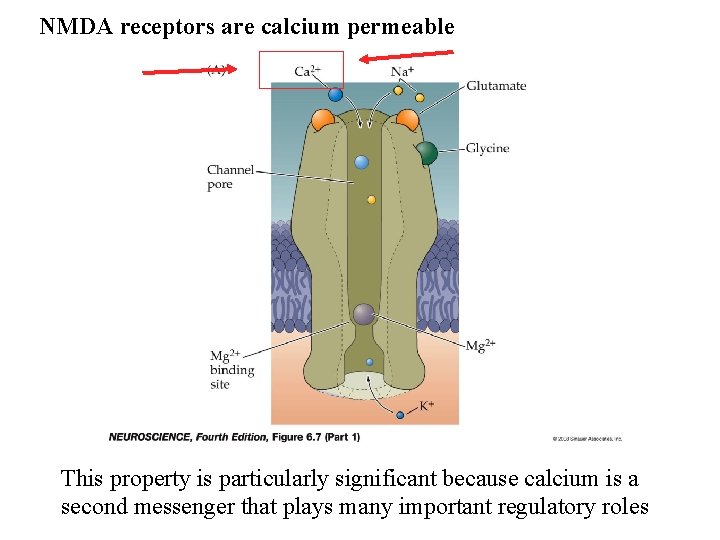 NMDA receptors are calcium permeable This property is particularly significant because calcium is a