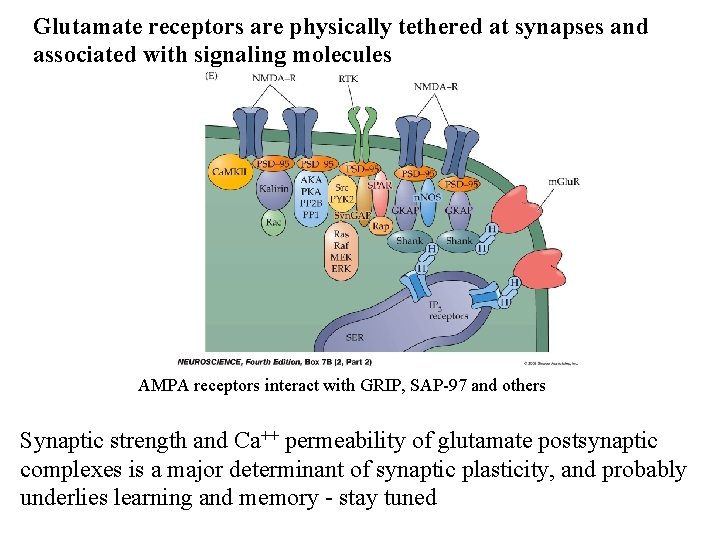 Glutamate receptors are physically tethered at synapses and associated with signaling molecules AMPA receptors