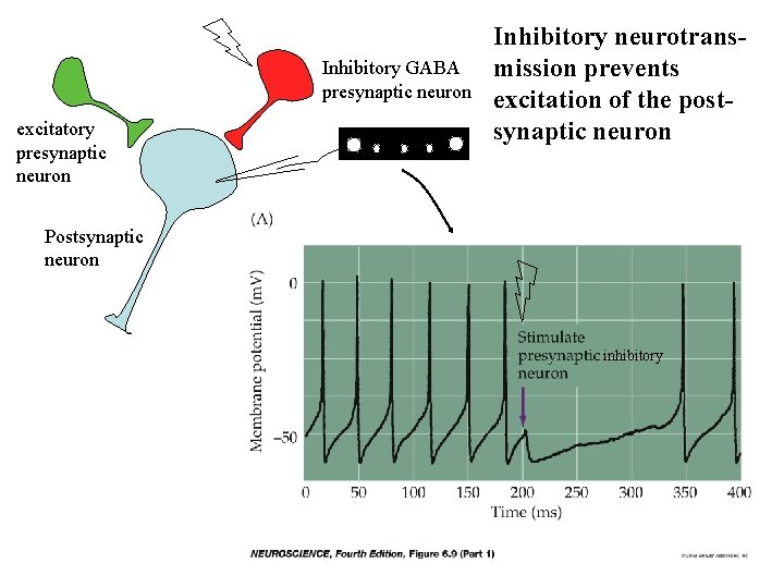 Inhibitory GABA presynaptic neuron excitatory presynaptic neuron Inhibitory neurotransmission prevents excitation of the postsynaptic