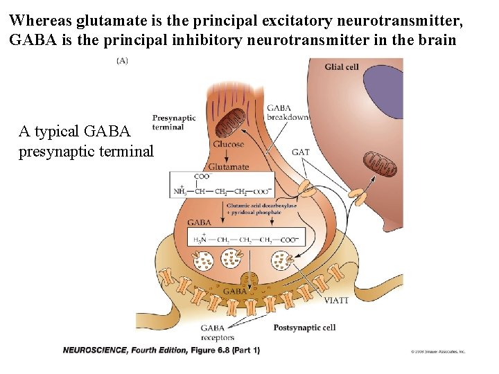 Whereas glutamate is the principal excitatory neurotransmitter, GABA is the principal inhibitory neurotransmitter in