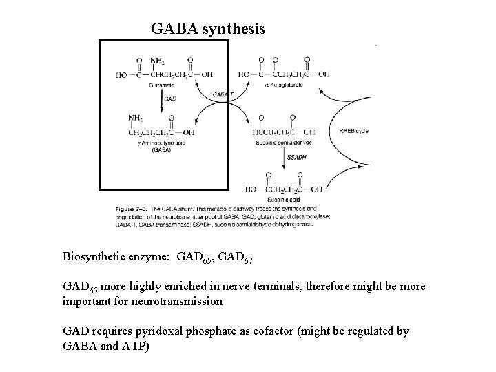 GABA synthesis Biosynthetic enzyme: GAD 65, GAD 67 GAD 65 more highly enriched in