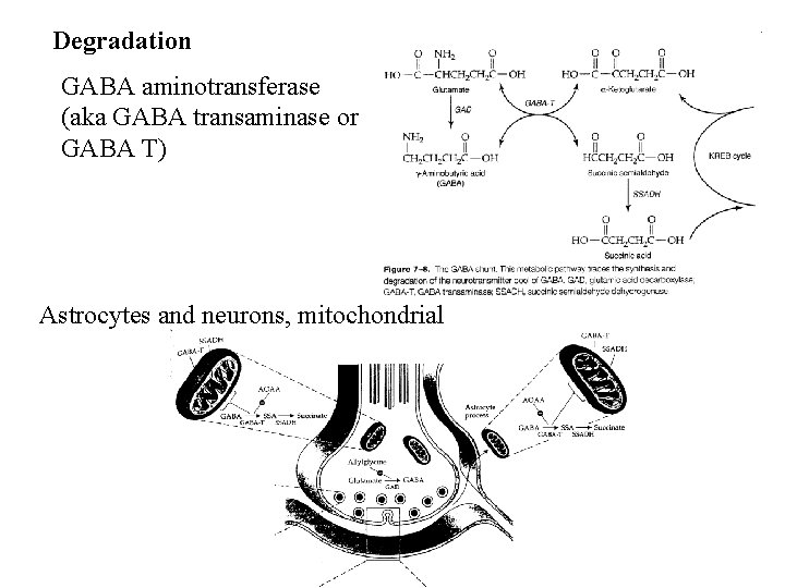 Degradation GABA aminotransferase (aka GABA transaminase or GABA T) Astrocytes and neurons, mitochondrial 