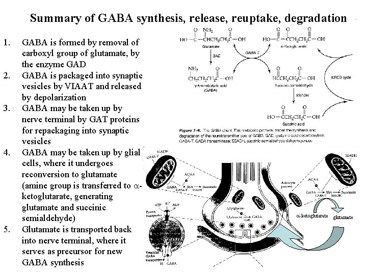 Summary of GABA synthesis, release, reuptake, degradation 1. 2. 3. 4. 5. GABA is