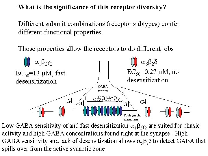 What is the significance of this receptor diversity? Different subunit combinations (receptor subtypes) confer