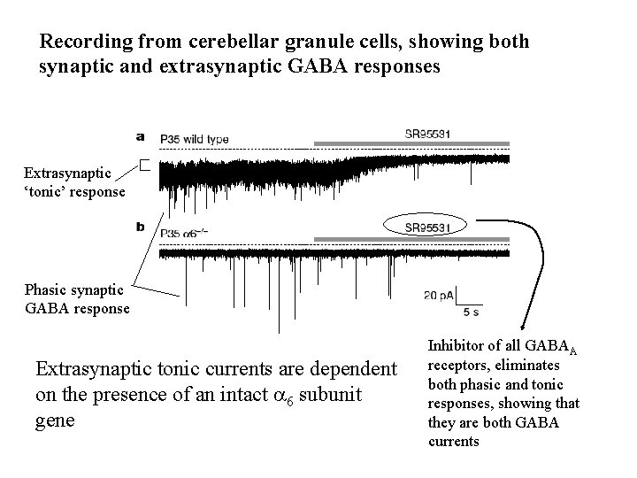Recording from cerebellar granule cells, showing both synaptic and extrasynaptic GABA responses Extrasynaptic ‘tonic’