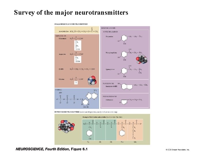 Survey of the major neurotransmitters 