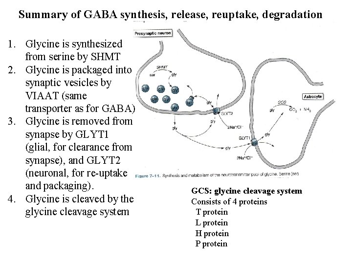 Summary of GABA synthesis, release, reuptake, degradation 1. Glycine is synthesized from serine by