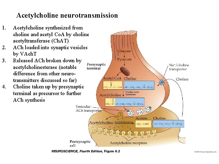 Acetylcholine neurotransmission 1. 2. 3. 4. Acetylcholine synthesized from choline and acetyl Co. A