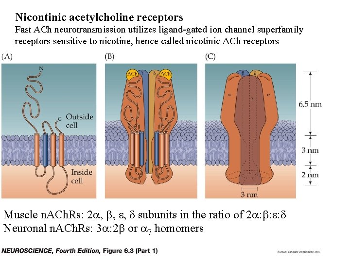 Nicontinic acetylcholine receptors Fast ACh neurotransmission utilizes ligand-gated ion channel superfamily receptors sensitive to