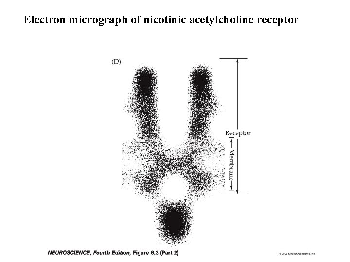 Electron micrograph of nicotinic acetylcholine receptor 