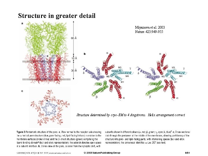 Structure in greater detail Miyazawa et al. 2003 Nature 423: 949 -955 Structure determined