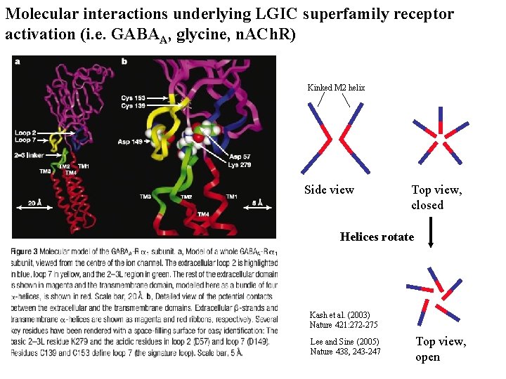 Molecular interactions underlying LGIC superfamily receptor activation (i. e. GABAA, glycine, n. ACh. R)