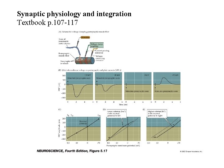 Synaptic physiology and integration Textbook p. 107 -117 