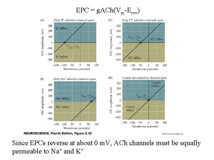 EPC = g. ACh(Vm-Erev) Since EPCs reverse at about 0 m. V, ACh channels