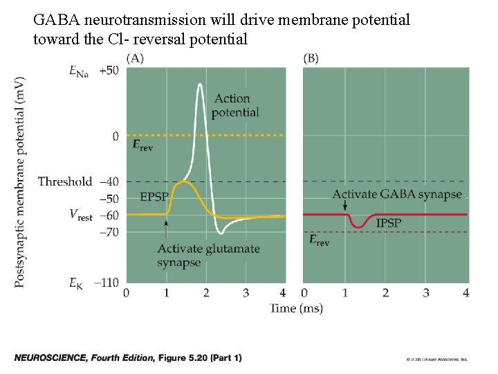 GABA neurotransmission will drive membrane potential toward the Cl- reversal potential 