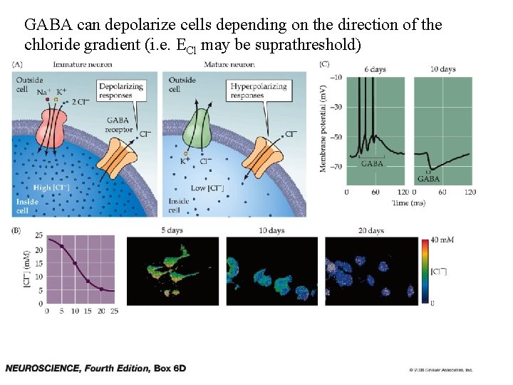 GABA can depolarize cells depending on the direction of the chloride gradient (i. e.